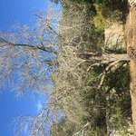 Big Ash Tree