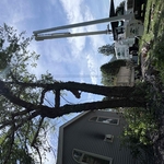 Tree removal