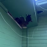 Rodent trapping,exclusion