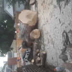 silver maple removal