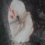Remove large silver maple