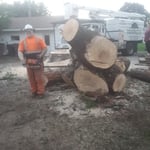 butt log from big silver maple