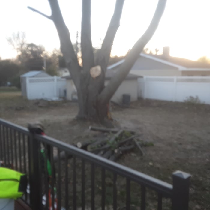 maple removal, partial completed
