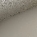 Bed Bug Spots on Ceiling