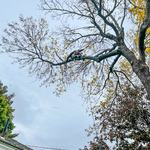 Tree Removal