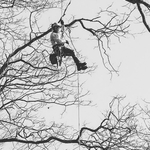 Tree Removal