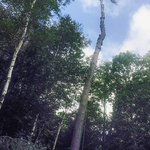 Tree Removal