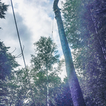 Tree Removal