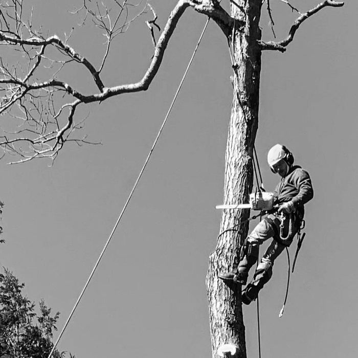 Tree Removal