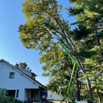 Tree Removal 2021