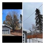 Tree Removal 2022