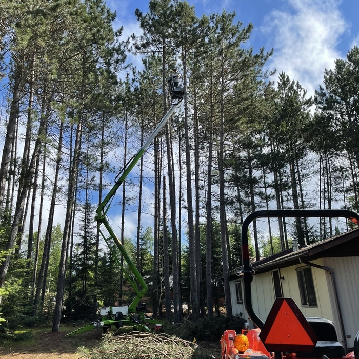 Tree Removal 2022