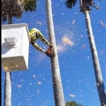 Taking down some palms