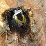 Diseased hazardous tree
