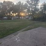 Back yard cut and trim