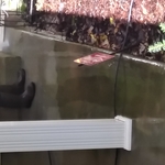 Fall cleanup