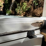 Dry rot repair
