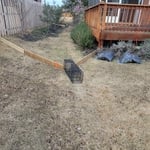 Armadillo trapping