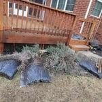 Armadillo trapping barrier