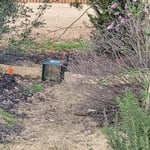 Armadillo trapping