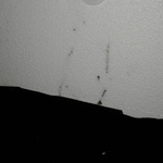 Termites in foam board