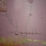 Termites
