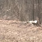 Owner James Smith cutting tree to ground