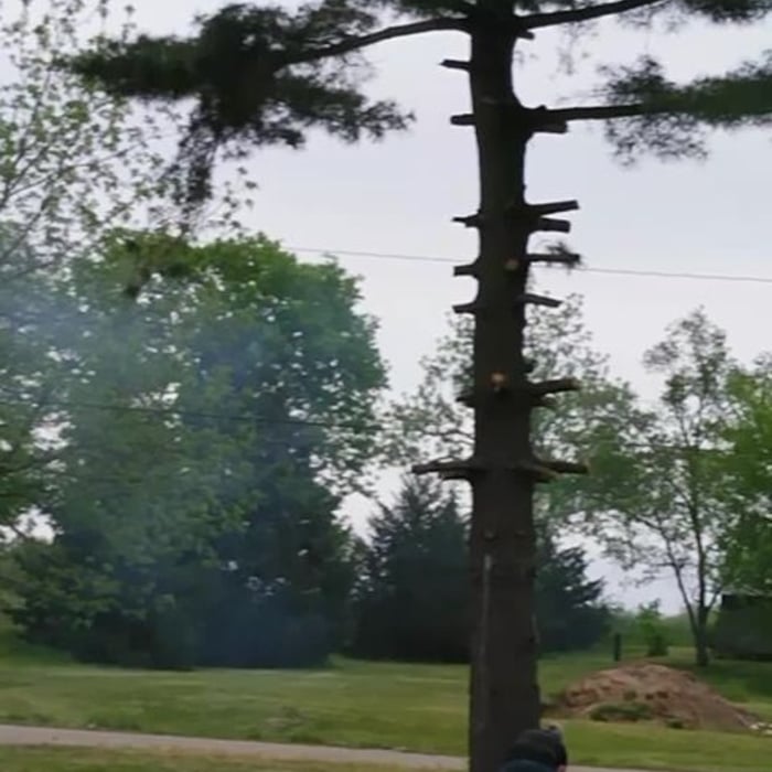 this is a big pine tree