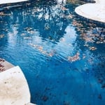 Leaves on Pool