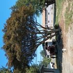 Maple tree back view