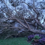 Hazardous tree removal