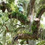 Dead wood removal