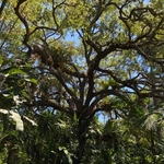 Live oak tree pruning