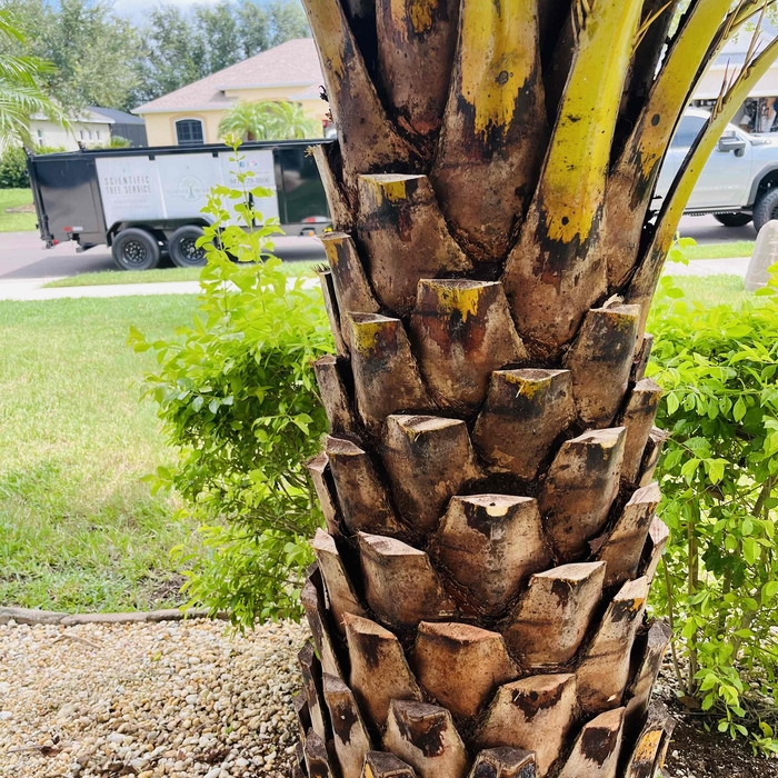 Tree Service