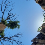 Arborist disconnected the top