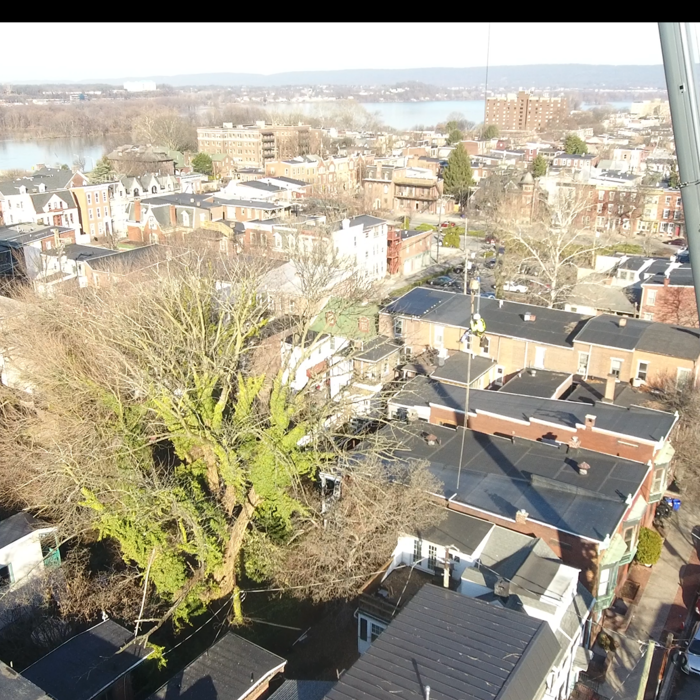 Before, Large Dead Ash Tree