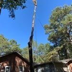 Tree Work