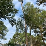 Tree Work