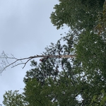 Tree Work