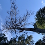 Tree Work