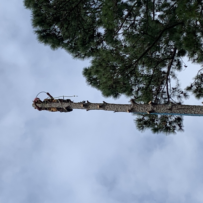 Tree Work