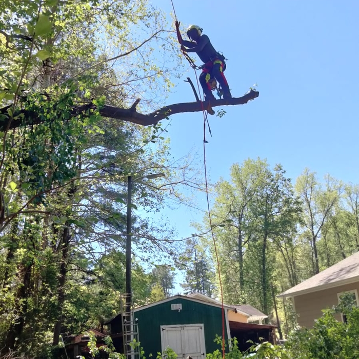 Removal of big branch 