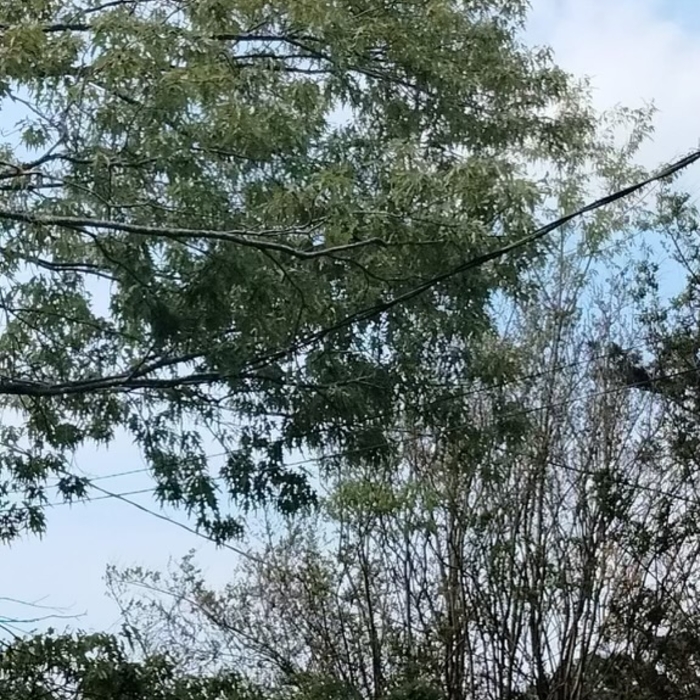 Tree Removal 