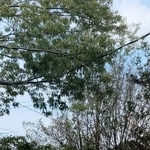 Tree Removal