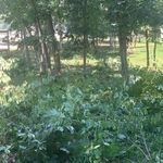 Yard Cleanup