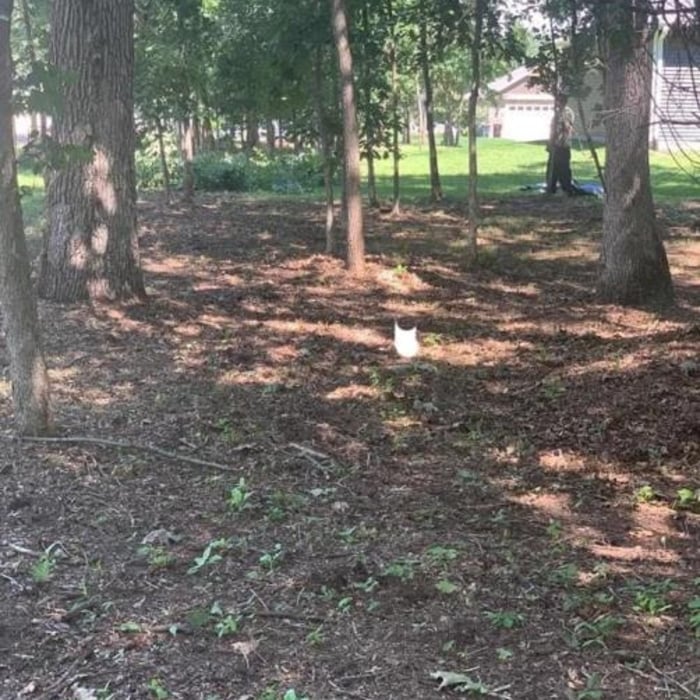 Yard Cleanup