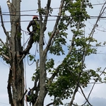 Power Lines