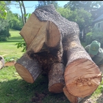 Massive Tree Very Close to the Home Owners House