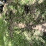 Replace water main
