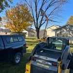 Mature Ash Tree Removal